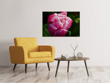 Load image into Gallery viewer, Canvas print Tulip with morning dew in XL