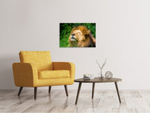 Load image into Gallery viewer, Canvas print Sleeping lion