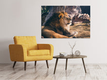 Load image into Gallery viewer, Canvas print Lion is sunning himself