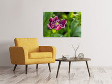 Load image into Gallery viewer, Canvas print Dark tulip in nature