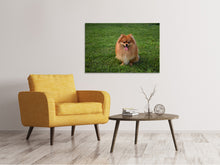 Load image into Gallery viewer, Canvas print The little Spitz