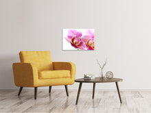 Load image into Gallery viewer, Canvas print Magnificent phalaenopsis