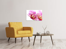 Load image into Gallery viewer, Canvas print Magnificent phalaenopsis