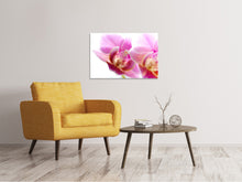 Load image into Gallery viewer, Canvas print Magnificent phalaenopsis