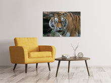 Load image into Gallery viewer, Canvas print XL Tiger
