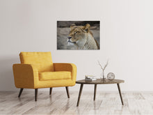 Load image into Gallery viewer, Canvas print Head of a lioness