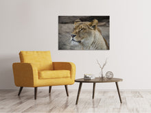 Load image into Gallery viewer, Canvas print Head of a lioness