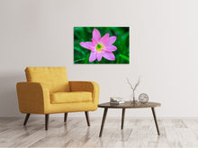 Load image into Gallery viewer, Canvas print Close up of pink blossom