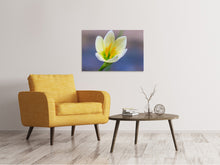 Load image into Gallery viewer, Canvas print Close up yellow blossom