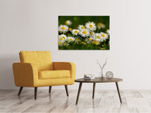 Load image into Gallery viewer, Canvas print Daisies XL 2