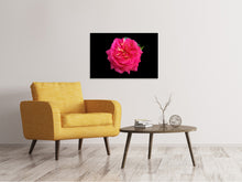 Load image into Gallery viewer, Canvas print Rose in red XXL