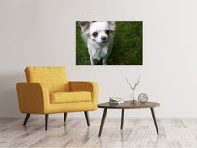 Load image into Gallery viewer, Canvas print Chihuahua look