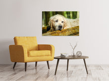 Load image into Gallery viewer, Canvas print Golden Retriever in nature