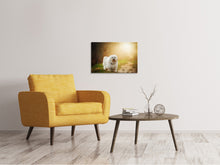 Load image into Gallery viewer, Canvas print The Havanese