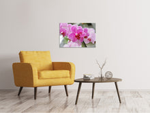 Load image into Gallery viewer, Canvas print Purple orchids in bloom