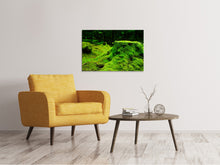 Load image into Gallery viewer, Canvas print Moss in the forest