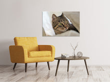 Load image into Gallery viewer, Canvas print Favorite cat