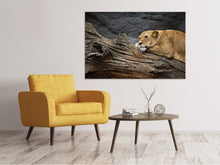 Load image into Gallery viewer, Canvas print Dreaming lioness