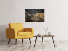 Load image into Gallery viewer, Canvas print Dreaming lioness
