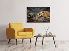 Load image into Gallery viewer, Canvas print Dreaming lioness