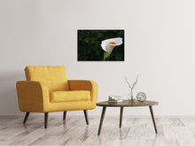 Load image into Gallery viewer, Canvas print XL Calla in white