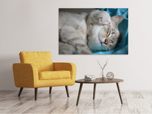 Load image into Gallery viewer, Canvas print Cats mom with baby