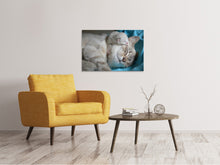 Load image into Gallery viewer, Canvas print Cats mom with baby
