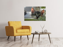 Load image into Gallery viewer, Canvas print In love with kitten