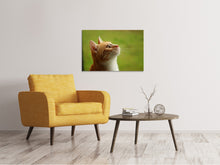 Load image into Gallery viewer, Canvas print cats nose
