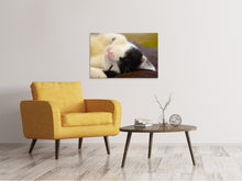 Load image into Gallery viewer, Canvas print Cuddly cat