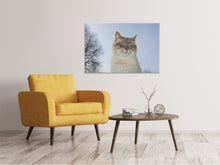 Load image into Gallery viewer, Canvas print Relaxed cat in the nature