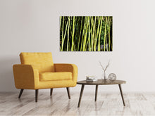 Load image into Gallery viewer, Canvas print Fresh bamboo