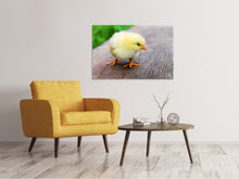 Load image into Gallery viewer, Canvas print The chick