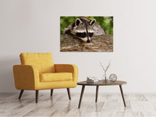 Load image into Gallery viewer, Canvas print The cute raccoon