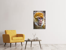 Load image into Gallery viewer, Canvas print The Barbary macaque