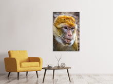 Load image into Gallery viewer, Canvas print The Barbary macaque