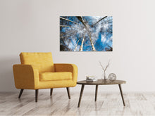Load image into Gallery viewer, Canvas print birch crowns