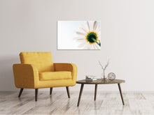 Load image into Gallery viewer, Canvas print A daisy