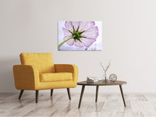 Load image into Gallery viewer, Canvas print The cosmos flower