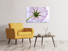 Load image into Gallery viewer, Canvas print The cosmos flower