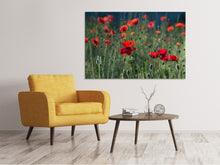 Load image into Gallery viewer, Canvas print Wild poppy