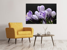 Load image into Gallery viewer, Canvas print The crocus
