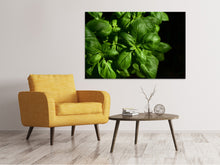 Load image into Gallery viewer, Canvas print Basil in XL