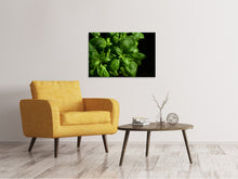 Load image into Gallery viewer, Canvas print Basil in XL