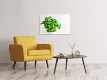 Load image into Gallery viewer, Canvas print Basil in the pot