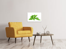Load image into Gallery viewer, Canvas print Leaves of parsley
