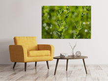 Load image into Gallery viewer, Canvas print Fresh thyme