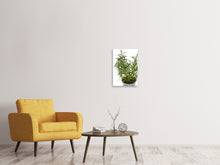 Load image into Gallery viewer, Canvas print Rosemary in the pot