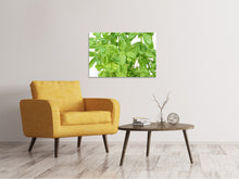 Load image into Gallery viewer, Canvas print Basil in XXL
