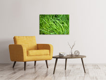 Load image into Gallery viewer, Canvas print Fresh chives XL